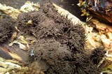Stemonitis fusca image