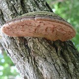 Phellinus robiniae image