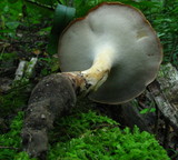 Polyporus radicatus image