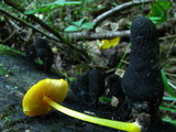 Pluteus admirabilis image