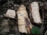 Scytinostroma portentosum image