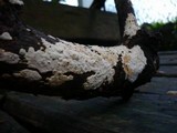 Scytinostroma portentosum image