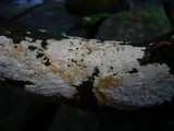 Scytinostroma portentosum image