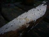 Scytinostroma portentosum image