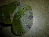Septoria asari image