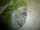 Septoria asari image