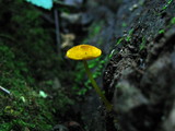 Pluteus admirabilis image