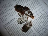 Sistotrema brinkmannii image