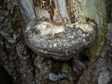 Sarcodontia spumea image