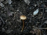 Strobilurus tenacellus image