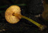 Pluteus admirabilis image