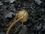 Strobilurus tenacellus image