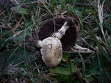 Stropharia pseudocyanea image