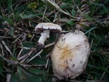 Stropharia pseudocyanea image