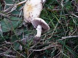 Stropharia pseudocyanea image
