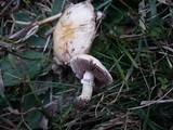 Stropharia pseudocyanea image