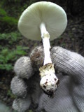 Amanita pseudoporphyria image