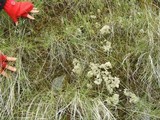 Diploschistes muscorum image