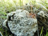 Diploschistes muscorum image