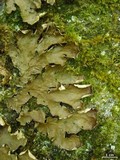 Peltigera horizontalis image
