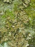 Peltigera horizontalis image