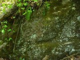 Peltigera horizontalis image