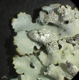 Hypotrachyna afrorevoluta image
