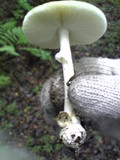 Amanita pseudoporphyria image