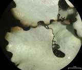 Hypotrachyna afrorevoluta image