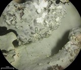 Hypotrachyna afrorevoluta image