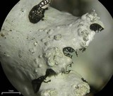 Hypotrachyna afrorevoluta image