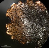 Hypotrachyna afrorevoluta image