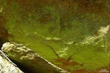 Psilolechia lucida image