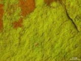 Psilolechia lucida image
