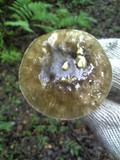 Amanita pseudoporphyria image