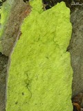 Psilolechia lucida image