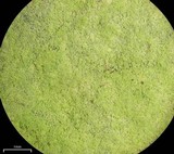 Psilolechia lucida image