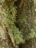 Ramalina intermedia image