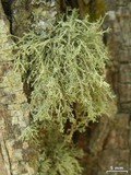 Ramalina intermedia image