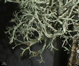 Ramalina intermedia image