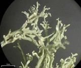 Ramalina intermedia image