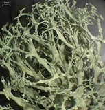 Ramalina intermedia image