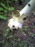Amanita pseudoporphyria image
