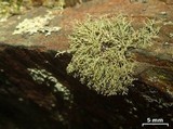 Ramalina intermedia image