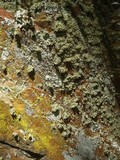 Ramalina intermedia image