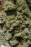 Ramalina intermedia image