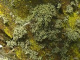 Ramalina intermedia image
