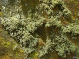 Ramalina intermedia image