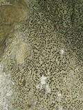 Rhizocarpon cinereovirens image