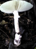 Amanita pseudoporphyria image
